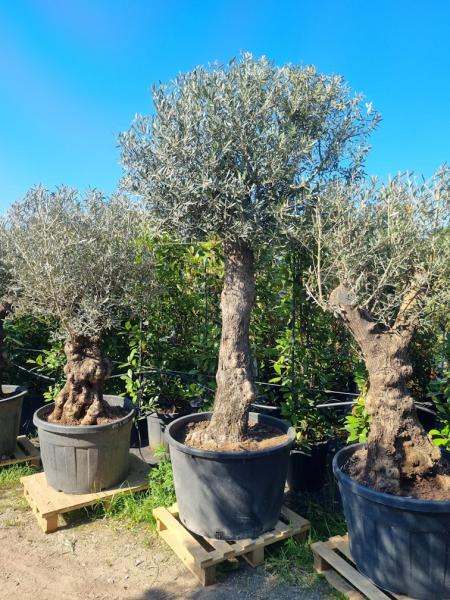 Olivenbaum 270cm - mit hohem Stamm (80 Jährig) Olivenbaum kaufen.