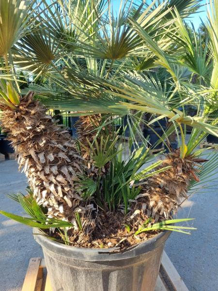 Zwergpalme-chamaerops-humilis