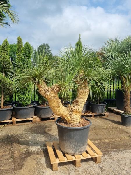 Yucca-linerifolia-verzweigt-18-24