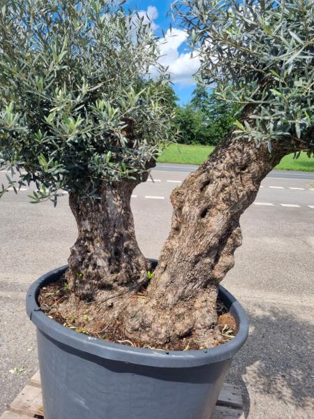 Olivenbaum doppelstamm 100 Jährig Nr.307