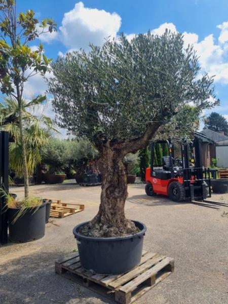 Olivenbaum 280cm mit extra hohem 160cm Stamm Nr.312