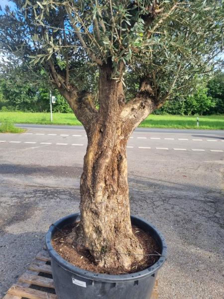 Olivenbaum in Kleve kaufen