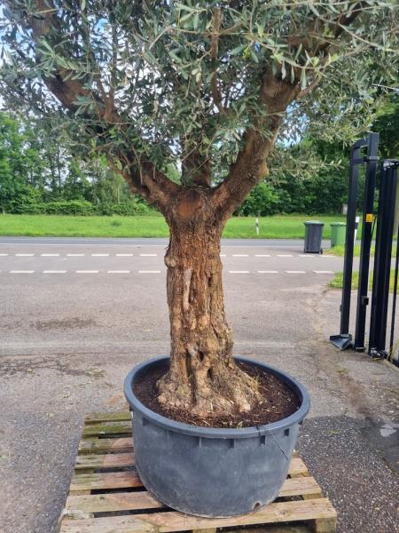 Olivenbaum 300cm mit extra hohem 190cm Stamm Nr.321