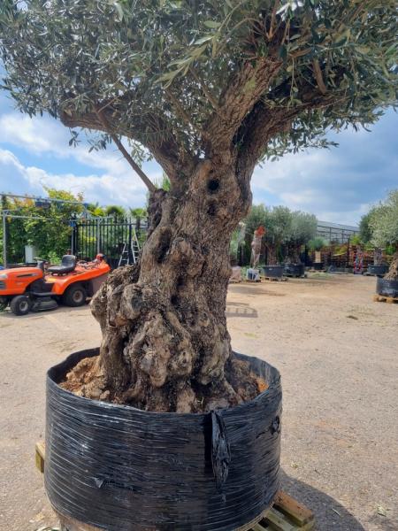 Olivenbaum mit 190cm Stammumfang - um die 180 Jahre Alt.