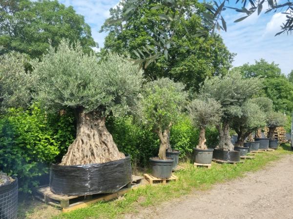 Olivenbaum mit 380cm Stammumfang - um die +350 Jahre Alt.