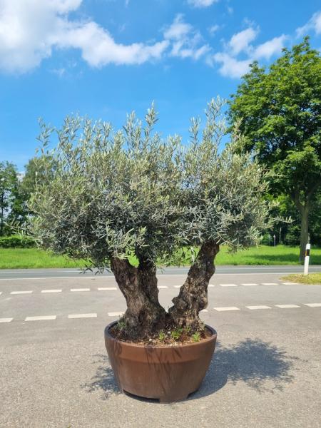 Olivenbaum-im-Dekotopf-kaufen