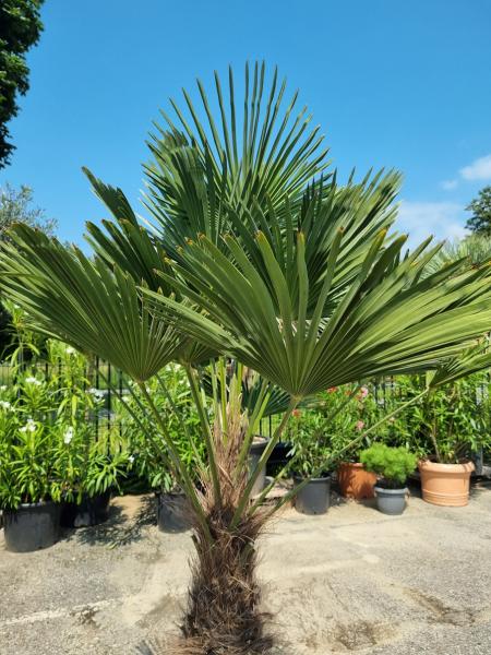 Winterharte Hanfpalme Wagnerianus 200cm ↑ genau diesen↑ Trachycarpus Nr.2