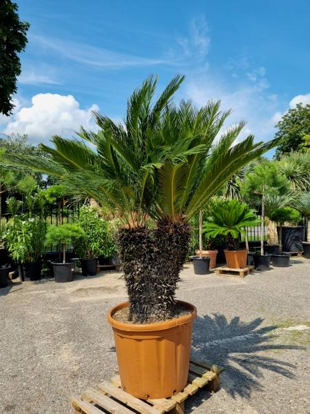 Cycas-Revoluta-3