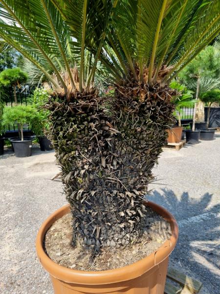 2 Köpfige Cycas Revoluta 190cm - XXL Palmfarn - Japanische Sagopalme Nr.3