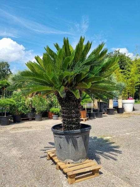 Cycas-Revoluta-2