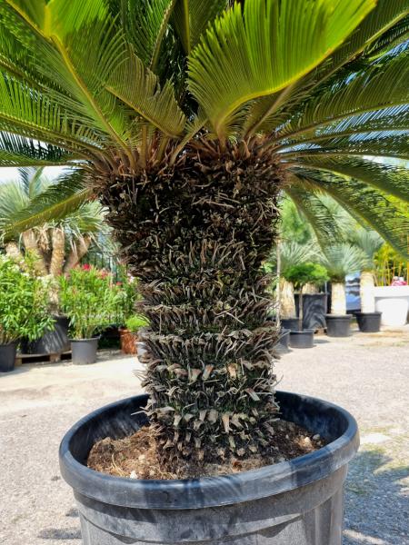 2 Köpfige Cycas Revoluta 190cm - XXL Palmfarn - Japanische Sagopalme Nr.2