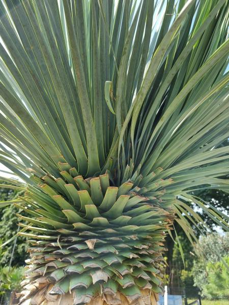 Yucca Rostrata mehrköpfige - 280cm - 150cm Stamm - genau diesen im Bild.