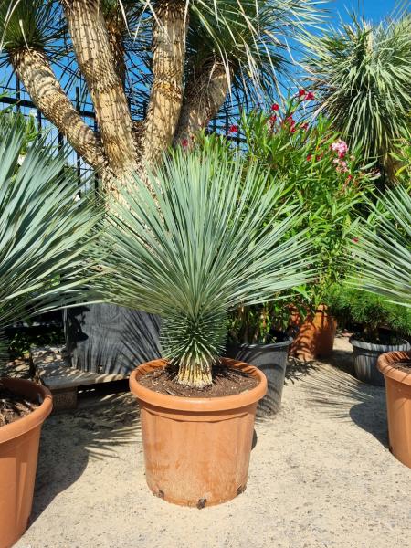 Yucca-Rostrata-2