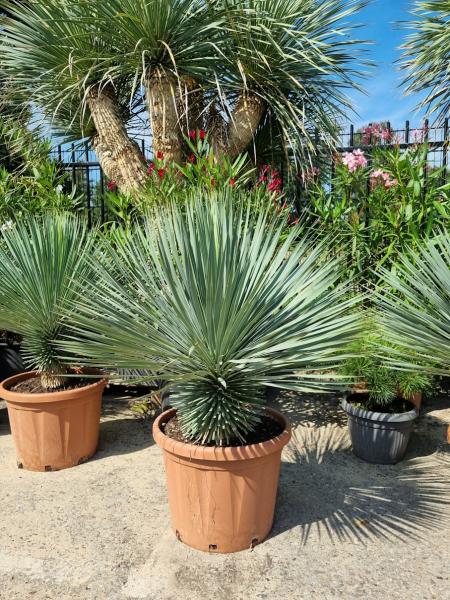 Yucca-Rostrata-3