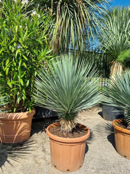 Yucca-Rostrata-11