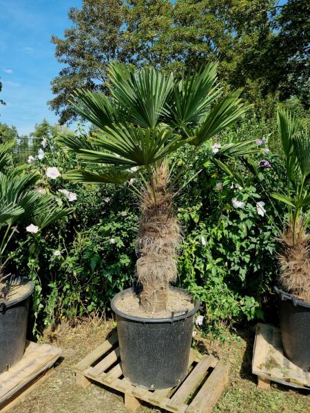 Hanfpalme-Trachycarpus-Wagnerianus-43