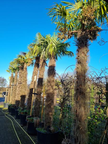 Trachycarpus Fortunei Hanfpalme XXXL - 270/300cm Stammhöhen.