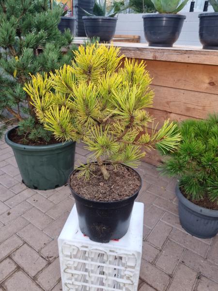 Gelbe-Waldkiefer-Pinus-sylvestris-Aurea-Nr3