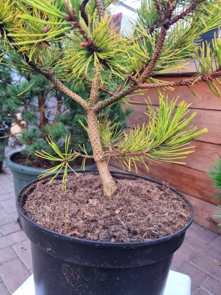 Gelbe Waldkiefer 65cm Pinus sylvestris 'Aurea' Gold zwergkiefer.