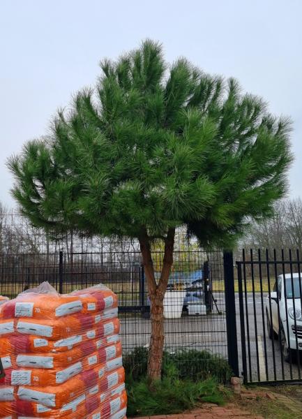 Pinus Pinea in NRW kaufen - www.plantaplaza.de