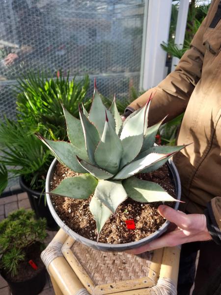 Winterharte-Agave-parryi-var-parryi-Nr-69R