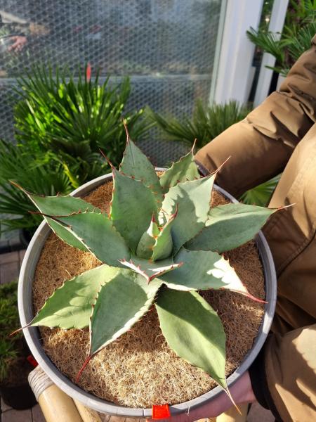 Winterharte-Agave-parryi-var-parryi-Nr-75R