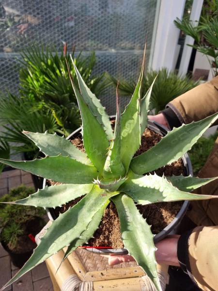 Winterharte-Agave-Montana-Nr-76R