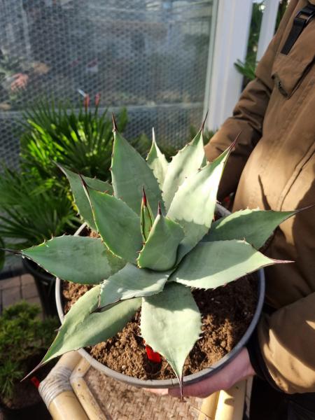 Winterharte-Agave-parryi-var-parryi-Nr-84R