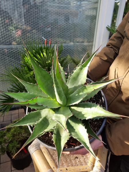 Winterharte-Agave-Montana-Nr-85R