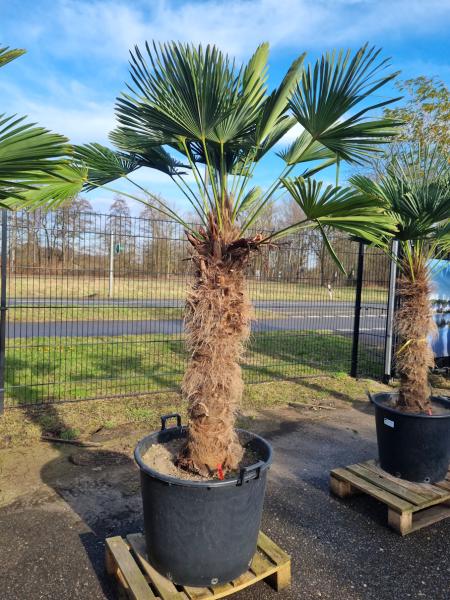 Hanfpalme-Trachycarpus-Wagnerianus-116