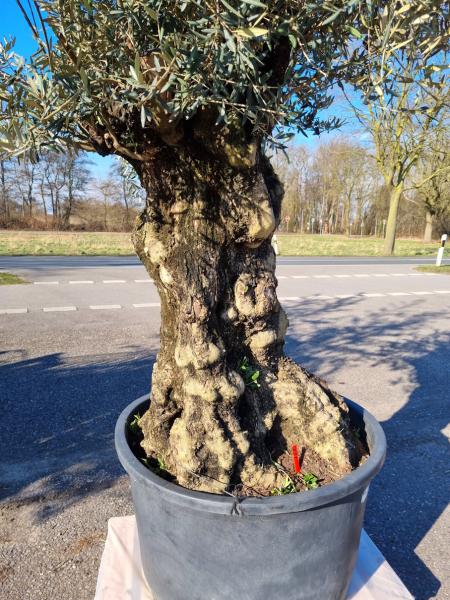 Olivenbaum in Kleve kaufen