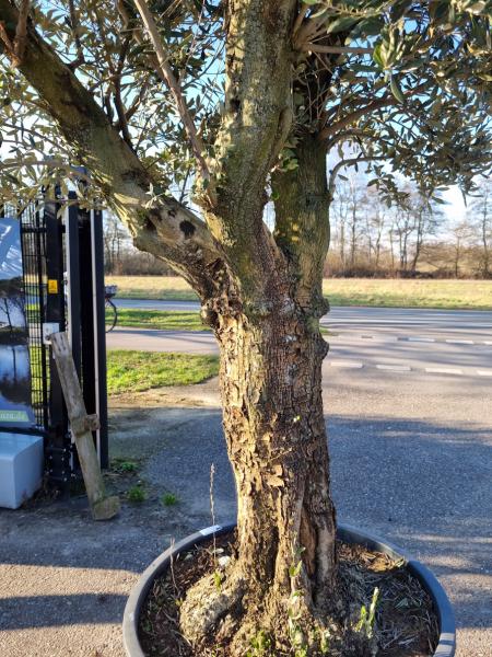 Olivenbaum 300cm mit extra hohem 170cm Stamm Nr.357