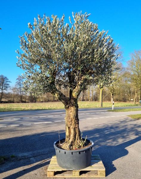 Olivenbaum-extra-hoch-Nr357