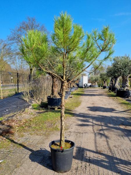 Pinus-Pinea-Nr-P5