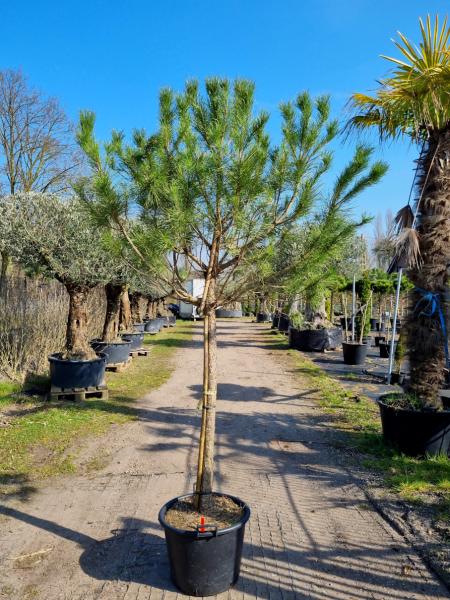 Pinus-Pinea-Nr-P6
