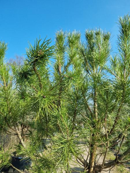 Pinus Pinea in nrw kaufen - www.Plantaplaza.de