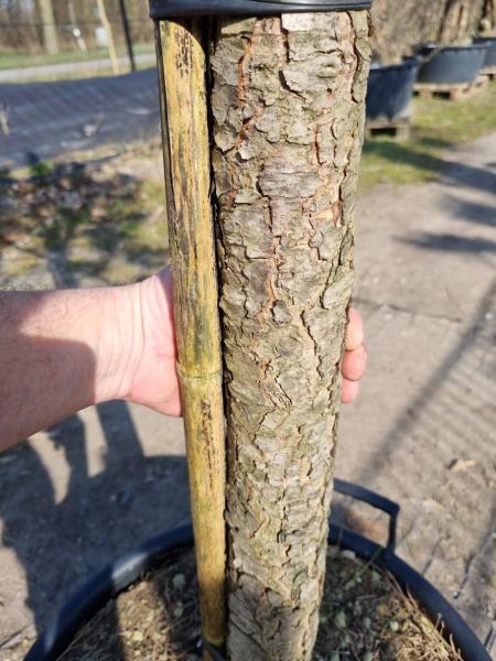 Pinus Pinea 280 cm Mittelmeer - Schirmpinie - genau diesen Nr.P6