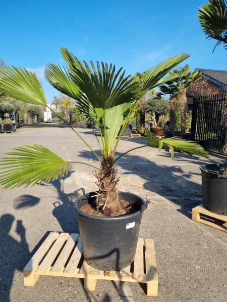 Hanfpalme-Trachycarpus-Wagnerianus-186