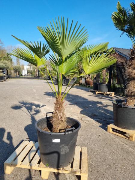 Hanfpalme-Trachycarpus-Wagnerianus-188