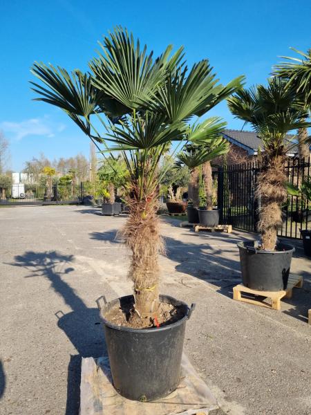 Hanfpalme-Trachycarpus-Wagnerianus-174