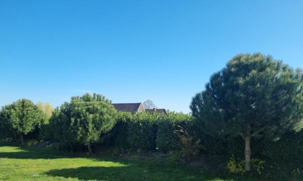 Pinus Pinea ausgepflanzt in Deutschland