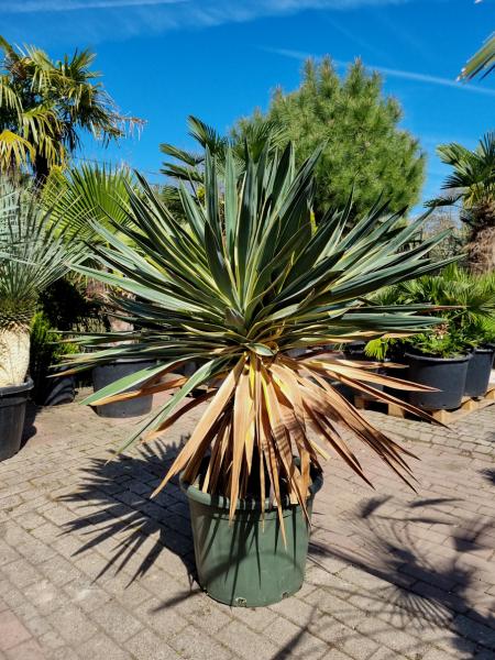 Yucca-Gloriosa-variegata-2 Yucca-Gloriosa-variegata-2