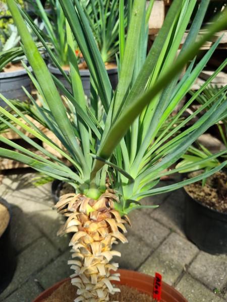 Yucca Aloifolia "Spanisches Bajonett" Nr.4