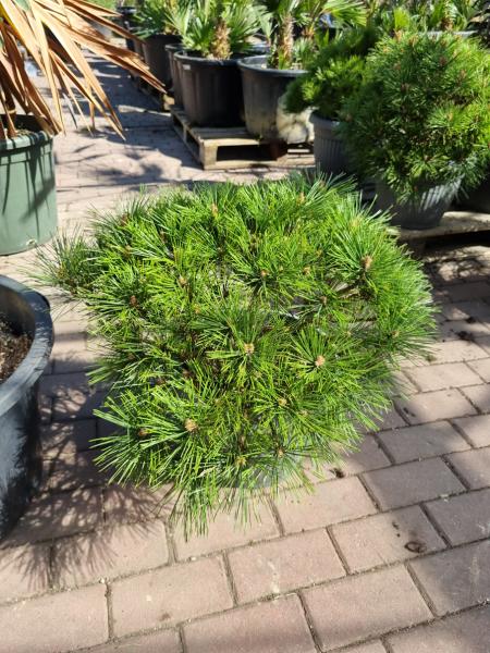 Pinus nigra Pierrick Bregeon® - Kugelpinie kompakt - genau diesen Br.10
