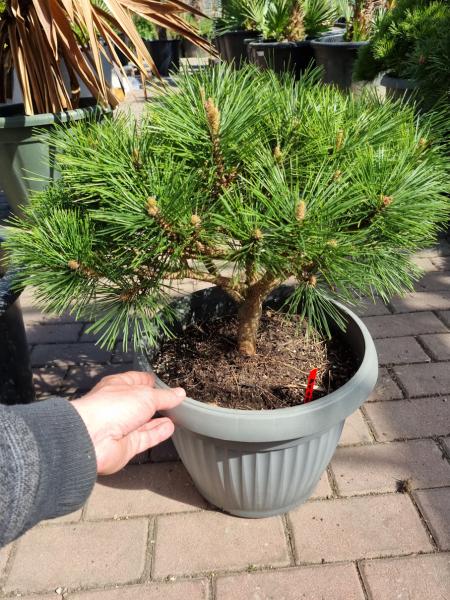Pinus-nigra-Pierrick-Bregeon-Br10