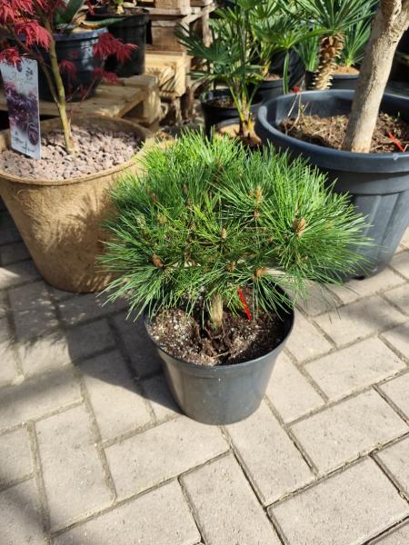 Pinus-nigra-Pierrick-Bregeon-Br15