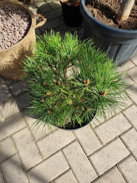 Pinus nigra Pierrick Bregeon® - Kugelpinie kompakt - genau diesen Br.15