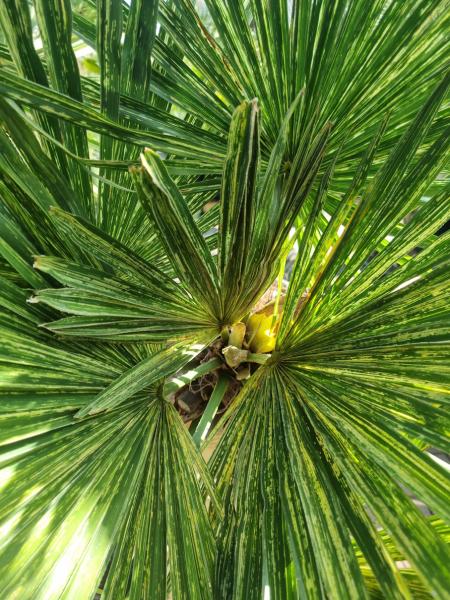 Trachycarpus-Fortunei-variegata