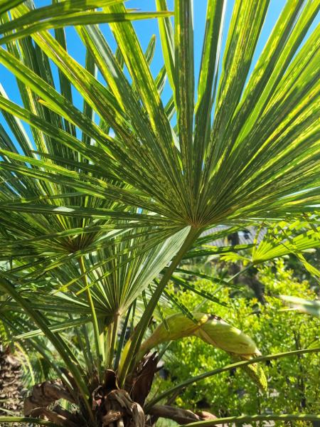 Trachycarpus Fortunei Variegata 200 cm - Genau diesen Nr.196
