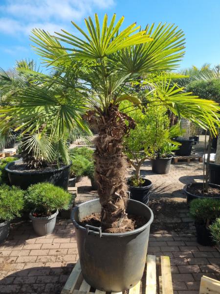 Trachycarpus Fortunei Variegata 200 cm - Genau diesen Nr.196